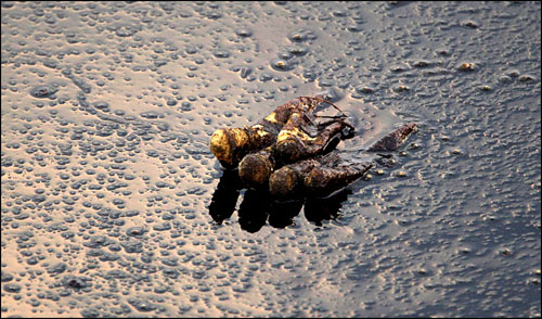 bp oil spill problem